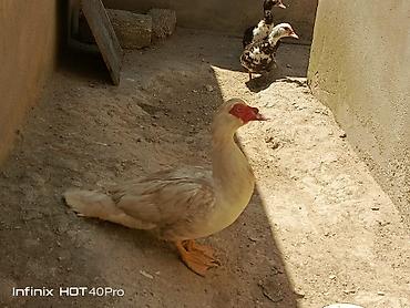 qaqa ordeyi: 1 erkək 2 disi lal ördək satılır cavan heyvanlardır dişilər — 3