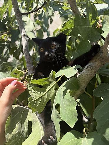 Yaxşı əllərə lalafo.az -da Yaxşı əllərə