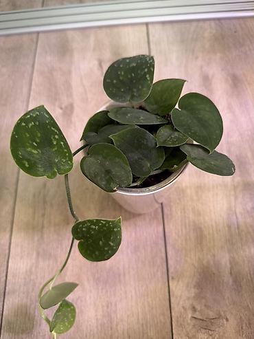 Эпипремнумы и сциндапсусы: Сциндапсус (Epipremnum/Scindapsus) вариегатный в горшке. Особенности — 19