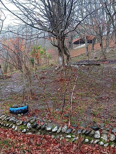 ev alqi satqisi kirayesi: Masalli rayonu. İsti su istirahet merkezine yaxin. Turan restoranina — 5