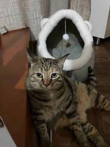 сколько стоит домик для кошки: Домик для кошки или кошкин дом. Уютный и мягкий домик в квартире