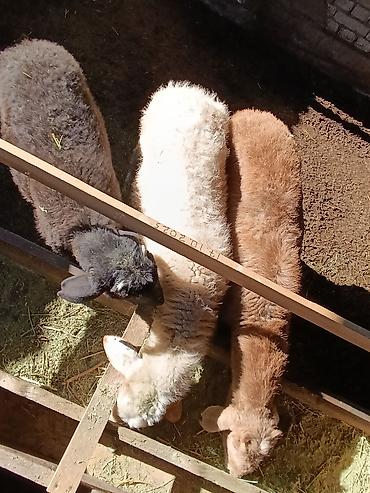 Баран, овца: Продаю | Ягненок | На забой — 12