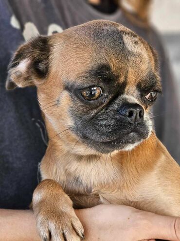 Psi: Na prodaju 4 ženke: Belgijski Grifon. Petit Brabancon. Exotic boja na lalafo.rs — 4 Psi: Na prodaju 4 ženke: Belgijski Grifon. Petit Brabancon. Exotic boja — 4