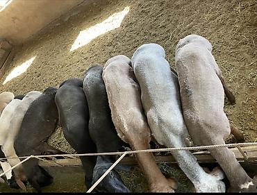 Продам с/х животных: Продаю | Ягненок | На забой | Кастрированные — 3