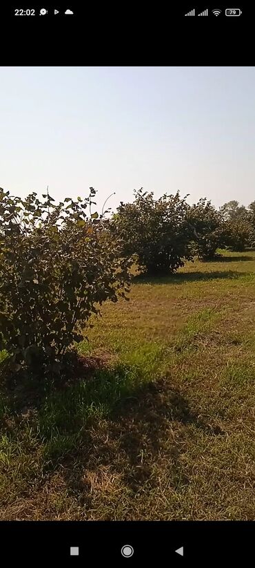 Torpaq sahələrinin satışı: 150 sot, Kənd təsərrüfatı, Mülkiyyətçi, Kupça (Çıxarış)