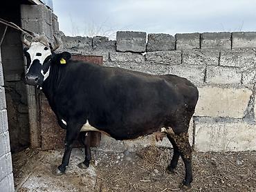 Коровы, быки: Продаю | Корова (самка) | Для молока | Привязанные — 2