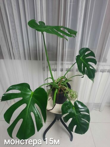 Otaq bitkiləri: Otaq bitkiləri kolleksiyası 1) Papоротnik – 20 m - Sərfəli otaq — 13