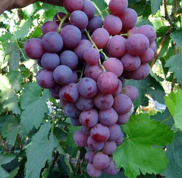 red kalinka pdf: Саженцы винограда Ред глоуб, готовые посадке. Вотсап