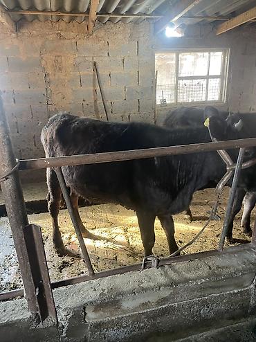 Коровы, быки: Продаю | Тёлка, Музоо, торпок — 4