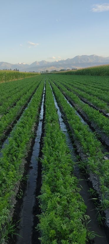 Овощи: Саженцы овощей: Морковь — 15