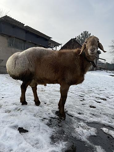 Баран, овца: Продаю | Баран (самец) | Арашан | Для разведения | Осеменитель — 1