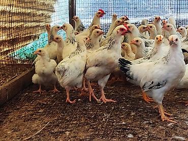 собака хаска: Продаю | Цыплята | Для разведения, Несушки — 10