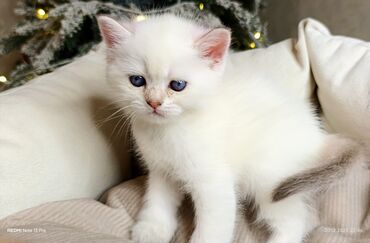 Xaltalar, qayışlar və tasmalar: 3 dişi öz pişiyimin balasıdır makler deiləm — 25