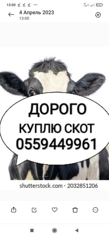 купить гусят в бишкеке: Куплю | Коровы, быки, Лошади, кони | Круглосуточно, Любое состояние, Забитый