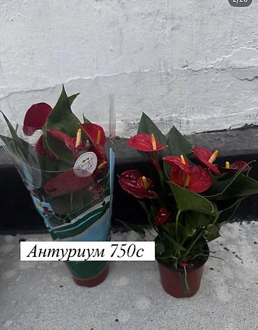 Другие комнатные растения: Комнатные растения: - Азалия — 700 с. Компактные кустики с пышными — 26