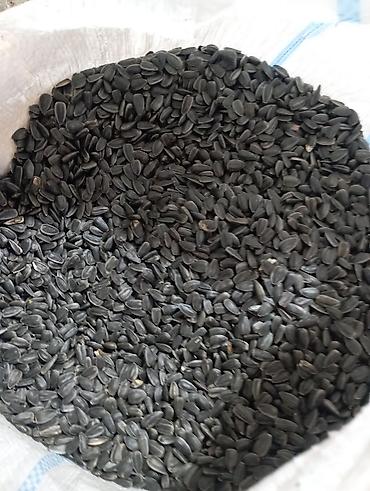 qoz tinglərinin satışı: Məhsul: Günəbaxan tumu (qara iri dənəli) Təsvir: - Qida üçün yararlı — 2