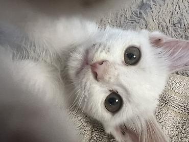Мышыктар: 3 айлык, Ургаачы, Ак, Лотокко барууга үйрөтүлгөн — 3