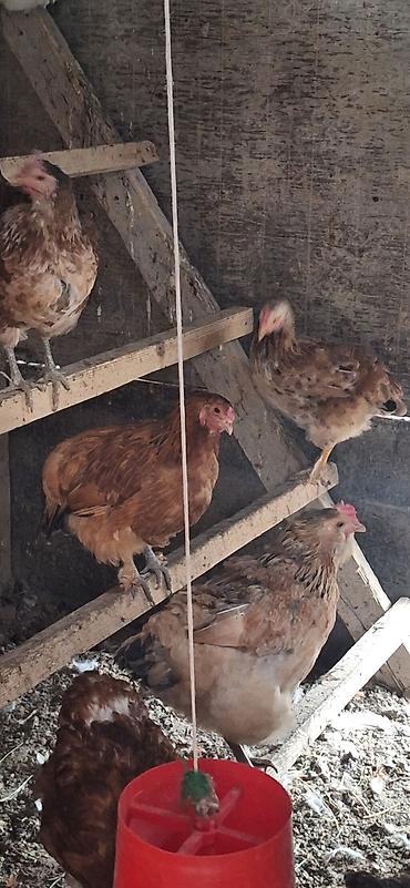 кохинхины карликовые: Продаю | Куры | Кохинхин | Для разведения — 2