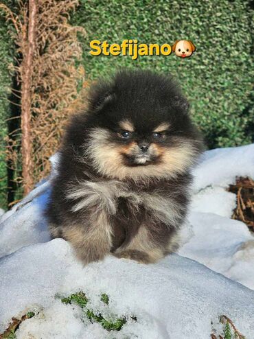 Psi: Pomeranac Boo. Vrhunski stenci pomeranca, minijaturnog patuljastog — 6