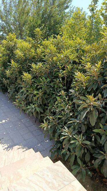 Hörətli ağac həvəskarları və meyvə həvəskarları. Gördüyünüz bu ağaclar