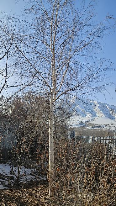 Берёза: Саженцы — 15