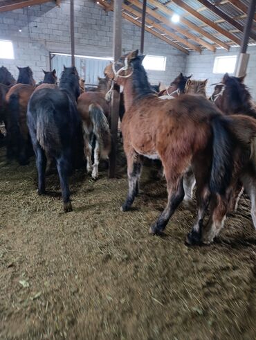 Лошади, кони: Продаю | Жеребенок | Для разведения | Племенные — 6