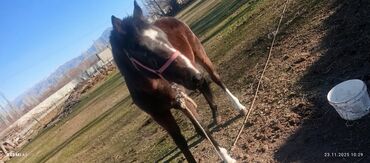 Лошади, кони: Продаю | Жеребенок | Рабочий at lalafo.kg — 4 Лошади, кони: Продаю | Жеребенок | Рабочий — 4