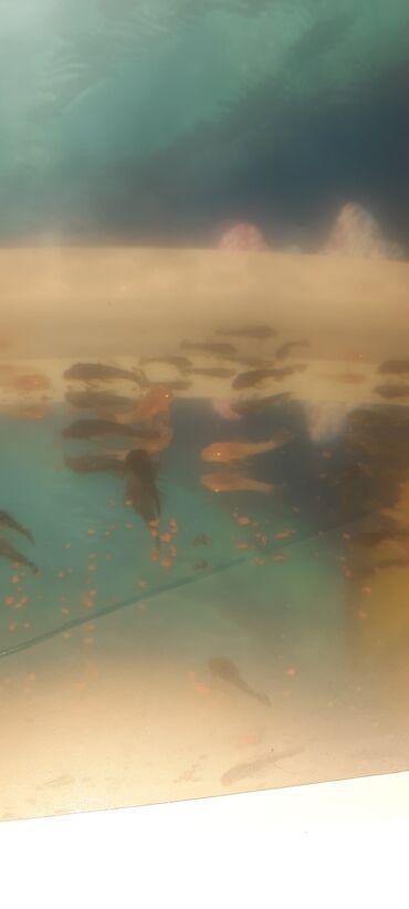 Akvariumlar: Supurce baliqlar 1.2.3 manata