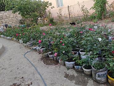 продам саженцы роз: Məhsul: Qızılgül və dekorativ çiçək kolları (fidanlar) Təsvir: - — 1