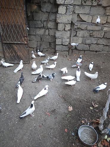 Heyvanlar: Bu Göyərçinlərin balası satılır uçuan quşdardı qarınları tutmuş — 5