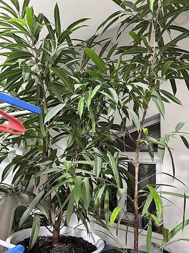 Фикусы: Фикус Али, бенджамин сатылат — 2