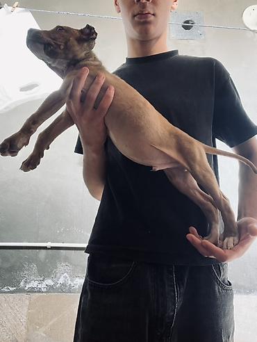 afkalka iti kim satır: Pitbul, 3 ay, Erkək, Ünvandan götürmə — 1
