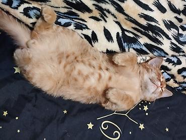 я ищу котенка: Кошка даром: Беспородная, Мальчик, Приучена к лотку — 3