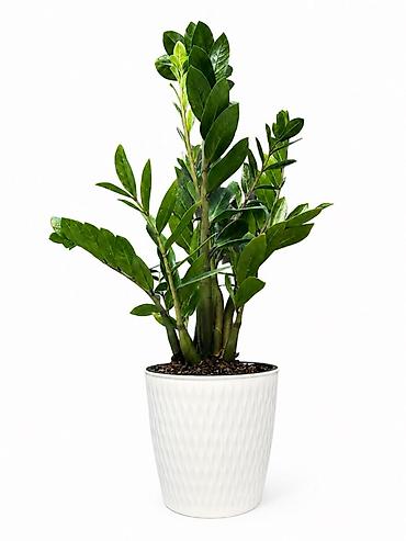 Комнатное растение Замиокулькас (Zamioculcas zamiifolia) в горшке с