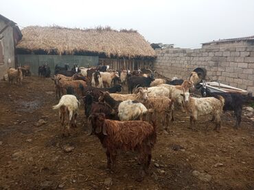 Keçi, çəpiş: Keçilər satilir — 3