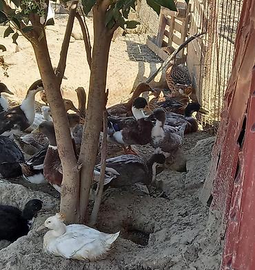 quş: Səsli ördəklər tam sağlam 6 aylıq lal ördəklədə barter edərəm — 3