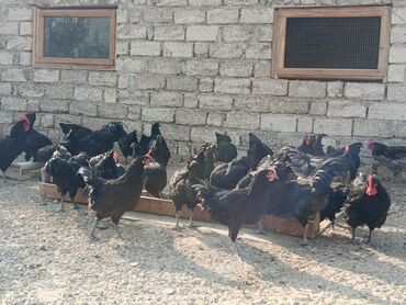 Toyuqlar: Toyuq, Australorp, Yumurtalıq — 7