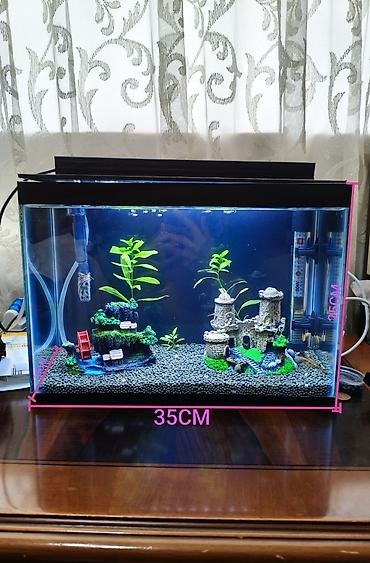 akvarium satisi: Dördbucaq akvarium, Boş, 14 l, Ödənişli çatdırılma — 2
