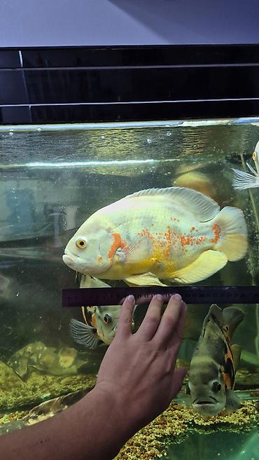 Балыктар: Астронотусы (Oscar, Astronotus ocellatus) — крупные декоративные — 4