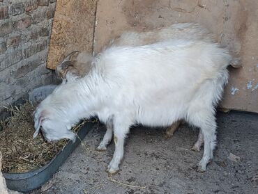 Козы, козлы: Продаю | Козёл (самец) — 4