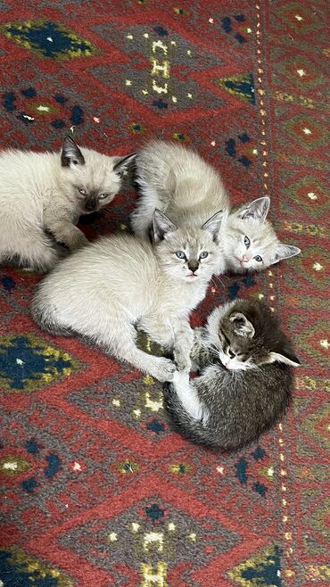 кот серый: Отдам котят в хорошие руки 2 мальчика и одна девочка, к лотку