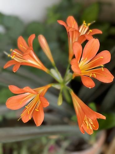 otaq bitkiləri: Bitki: Kliviya (Clivia miniata) – narıncı çiçəkli, evdaxili dekorativ — 3