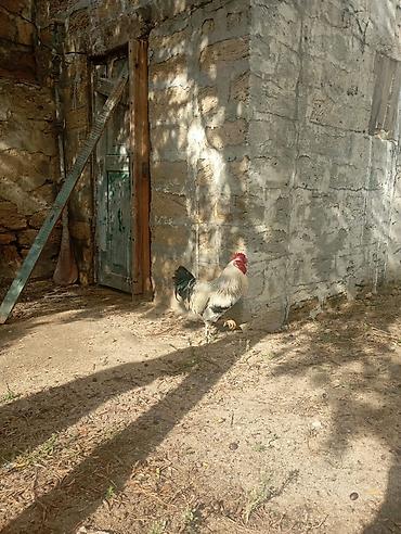 herati xoruz satisi: 🐓 Damazlıq Brama qarışığı Xoruz Satılır! ​Cinsi: Brama qarışığı — 3