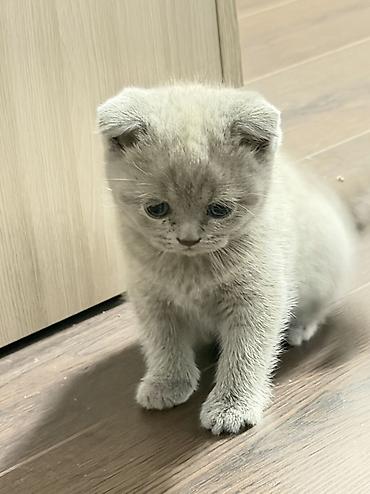 сколько стоит снежный барс: Шотландский котенок лилового окраса - Порода: Шотландец — 3