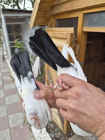 goyercin satsi: Boynugüllü dəstə balalar.ikisidə sağlamdı.Bakıdadı.biri 10 manat — 5