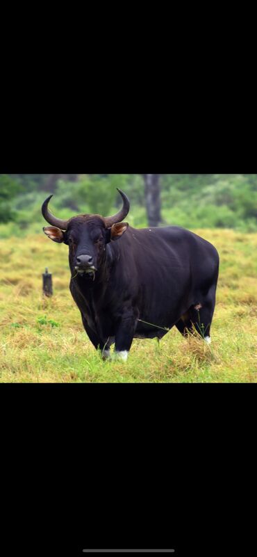 продаю бычки герофорды: Куплю | Коровы, быки | На откорм