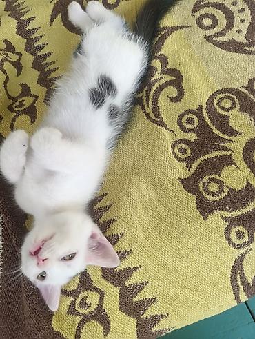 для котиков: Кошка даром: Беспородная, 2 месяца, Мальчик — 6