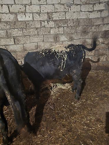 Inəklər, öküzlər: Heyvanlar satılır - Növ: iribuynuzlu mal-qara - Şəkillərdə iki baş — 8