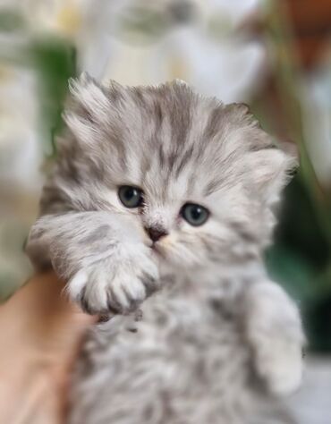 Pişiklər: Şotland, Dişi, Yaxşı əllərə, Ünvandan götürmə, Pulsuz çatdırılma, Ödənişli çatdırılma — 21