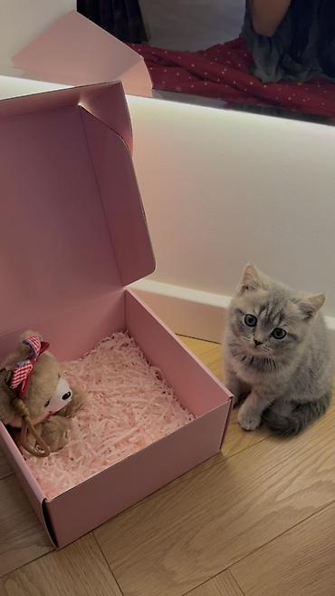 Продажа кошек: Скотиш Фолд (Шотландская вислоухая), 2 месяца, Девочка, Приучена к лотку — 1
